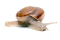 Cryptozona siamensis Thailand type 1 adult